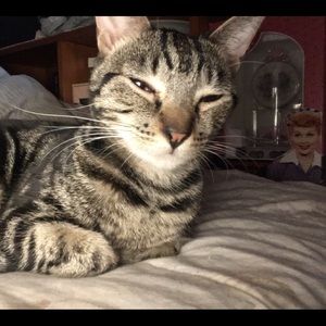 Meet your Posher, Antoinette